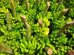 Chiquita, 2027'de Muz Satışlarının Azalmasını ve Fiyatların Yükselmesini Bekliyor (temsili görsel)