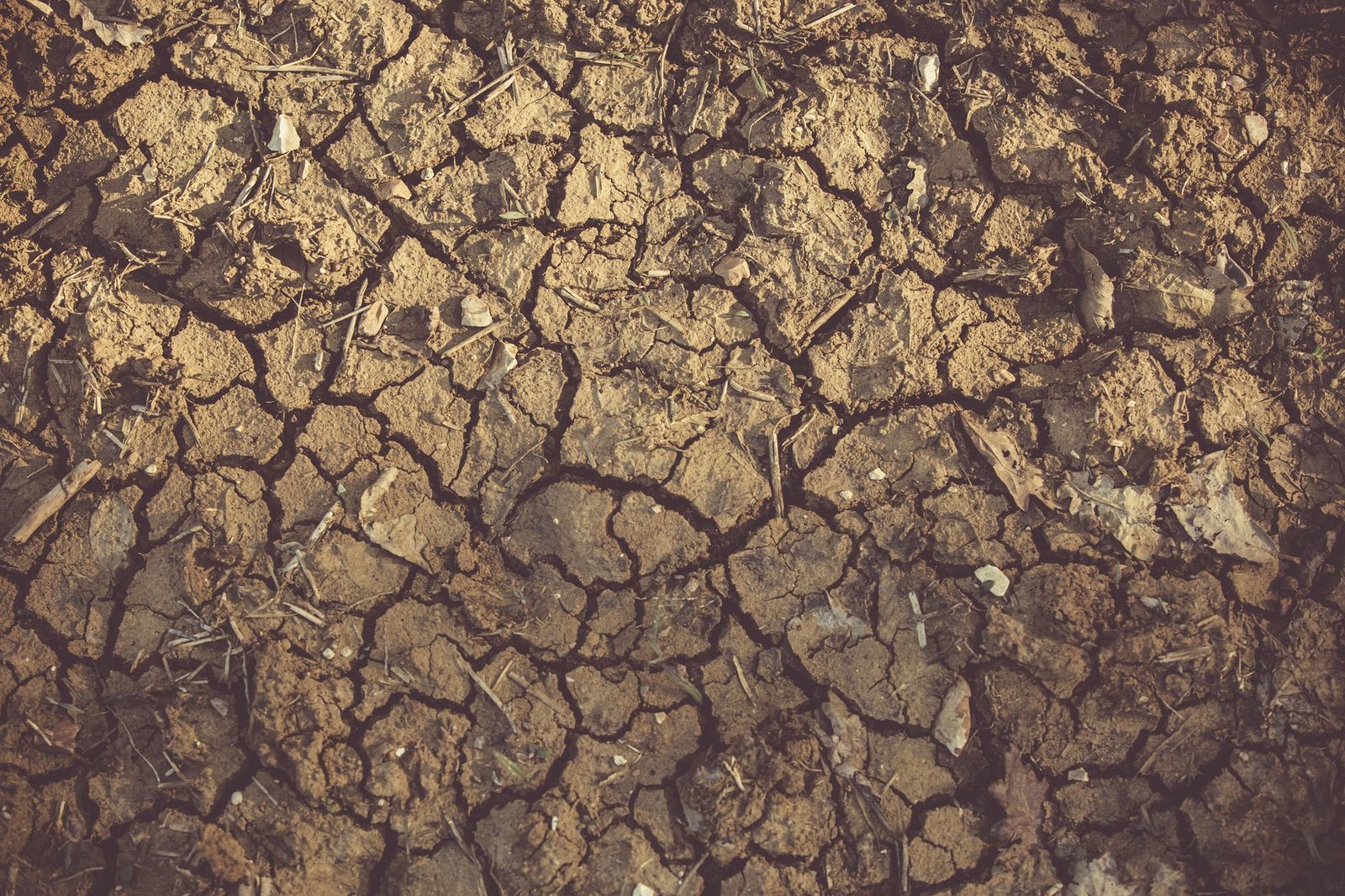 WMO: Rekor El Nino Tarımsal Üretimi ve Küresel Ekonomiyi Tehdit Ediyor (temsili görsel)