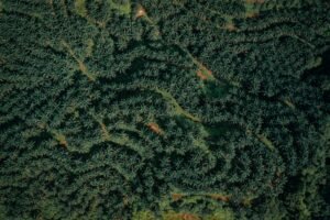 Karadeniz'deki Ayçiçek Yağı Krizi Palm Yağını Yedi Ayın Zirvesine Taşıdı (temsili görsel)