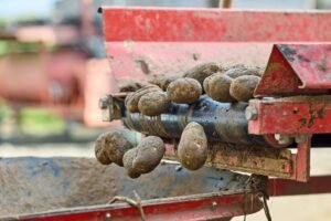 Atakey Patates, 9 Ayda 337 Milyon TL Net Zarar Açıkladı (temsili görsel)