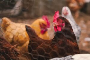 Illinois'deki Yumurta Çiftliğinde Kuş Gribi: 934 Bin 600 Kanatlı İtlaf Edildi (temsili görsel)