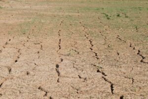 USDA, Hindistan'ın 2026/27 Şeker Üretim Tahminini 29,5 Milyon Tona İndirdi (temsili görsel)