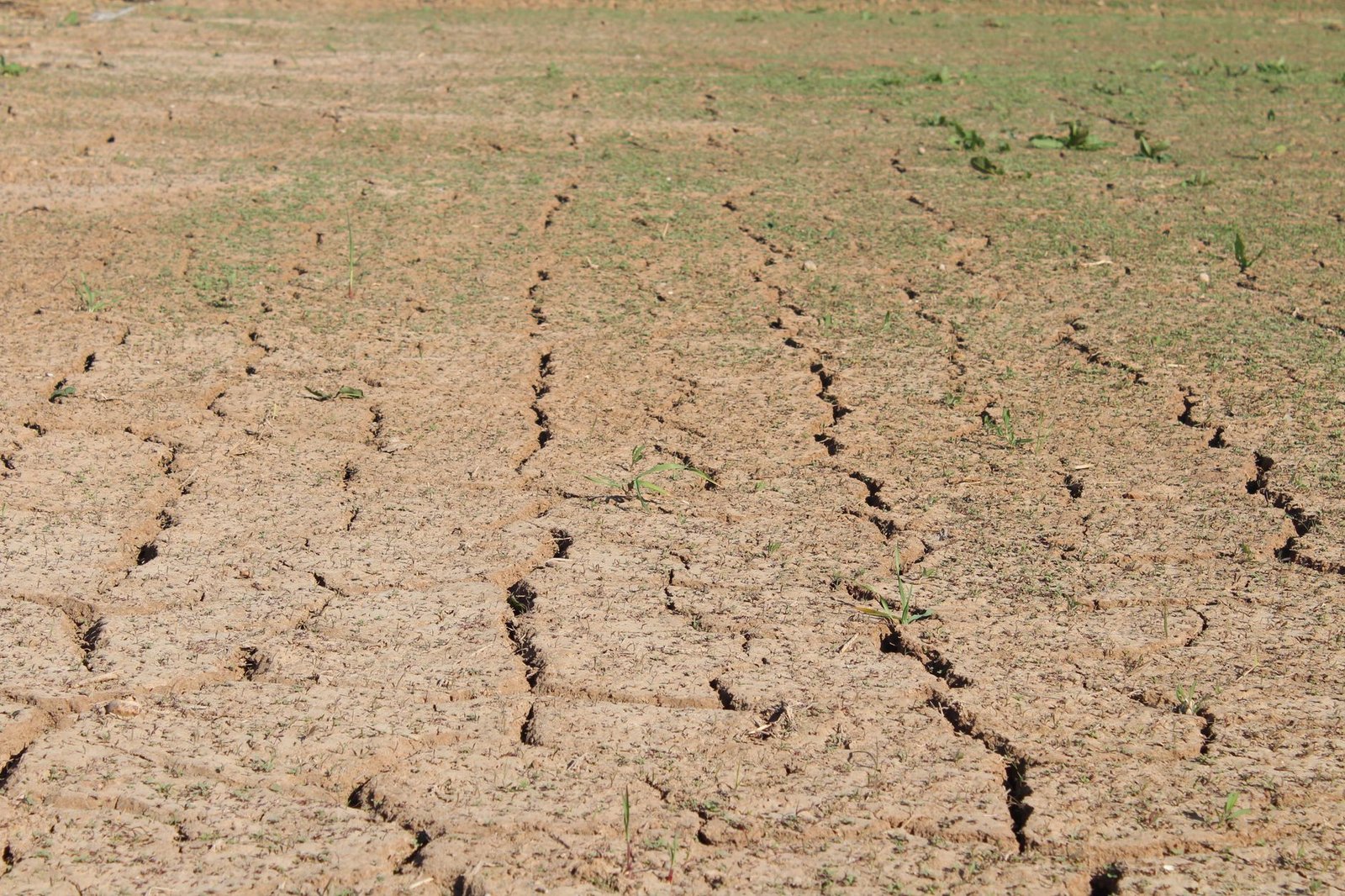 USDA, Hindistan'ın 2026/27 Şeker Üretim Tahminini 29,5 Milyon Tona İndirdi (temsili görsel)