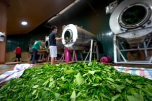 Efor Çay, Fortune 500 Türkiye Listesinde Üst Üste Dördüncü Kez Yer Aldı; 103 Basamak Yükseldi (temsili görsel)