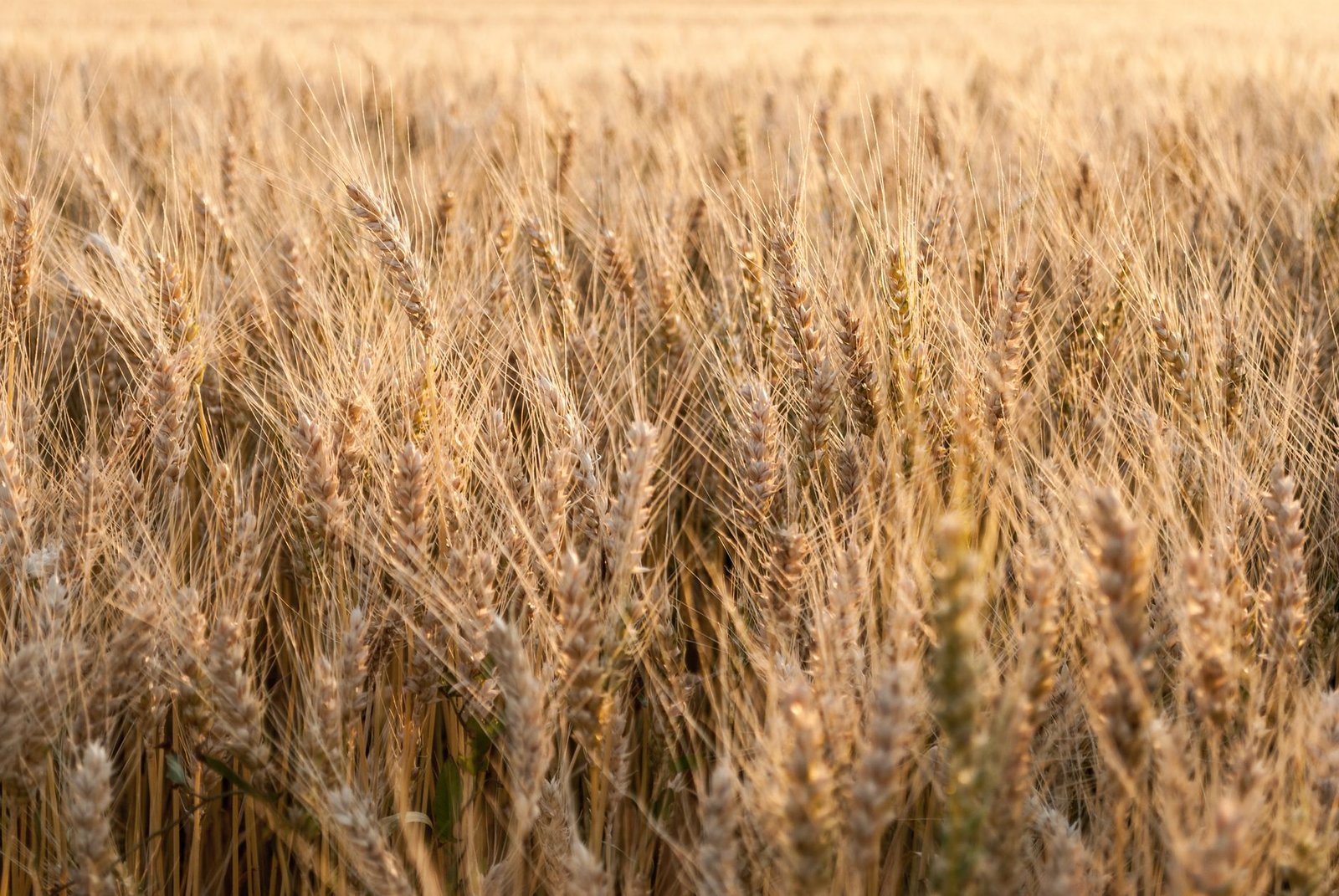 FAO Gıda Fiyat Endeksi Eylül'de 136 Puana Yükseldi, Son 4 Yılın Zirvesi (temsili görsel)